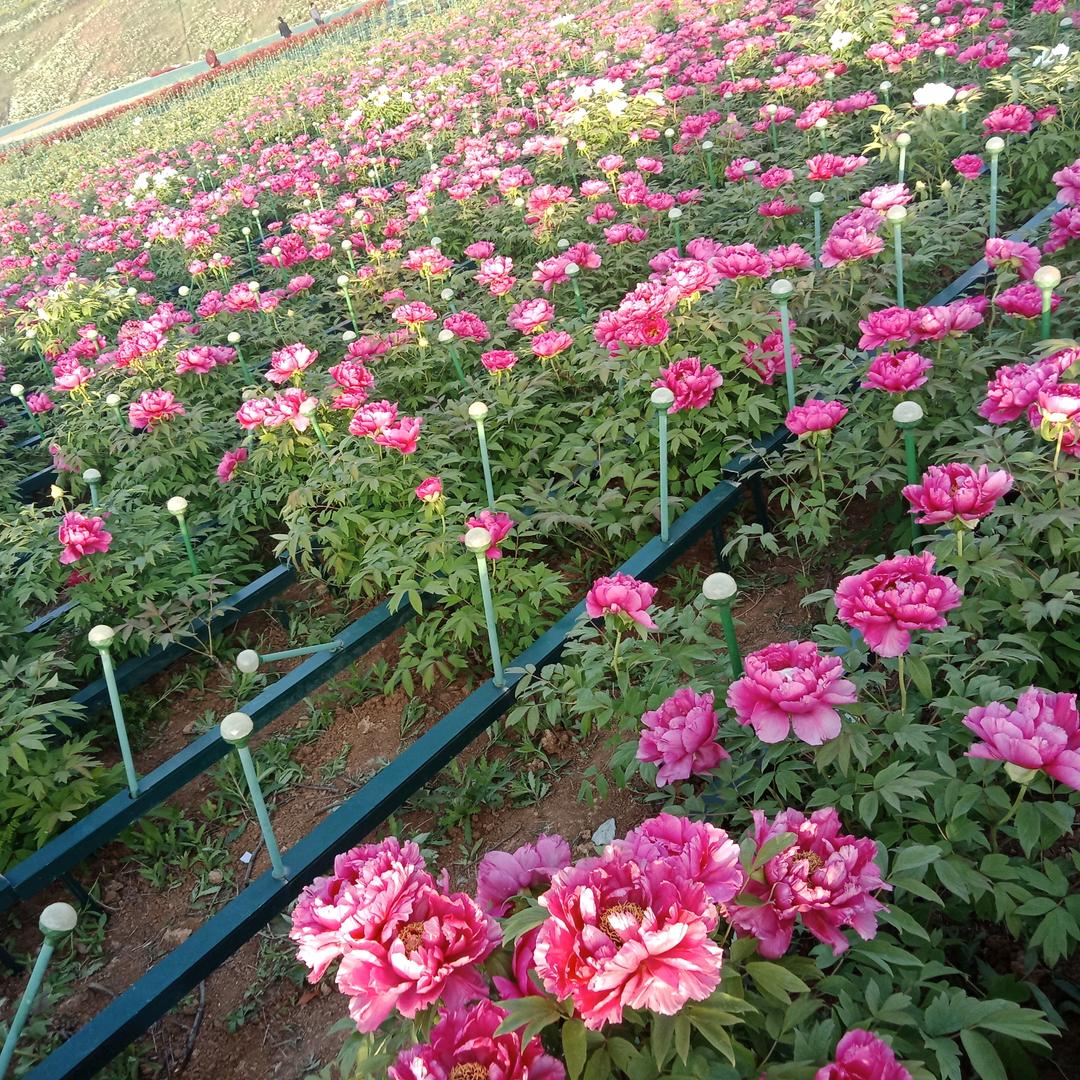 茉莉花