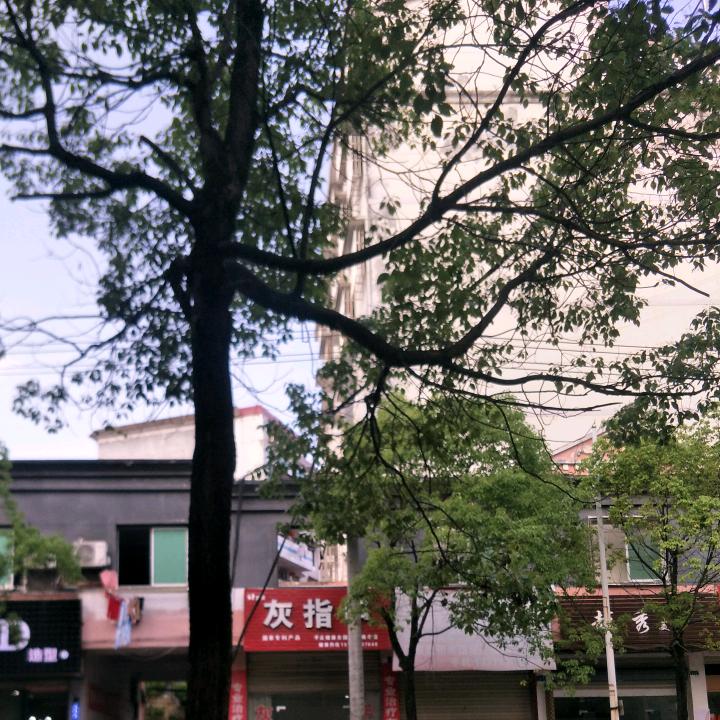 绿叶