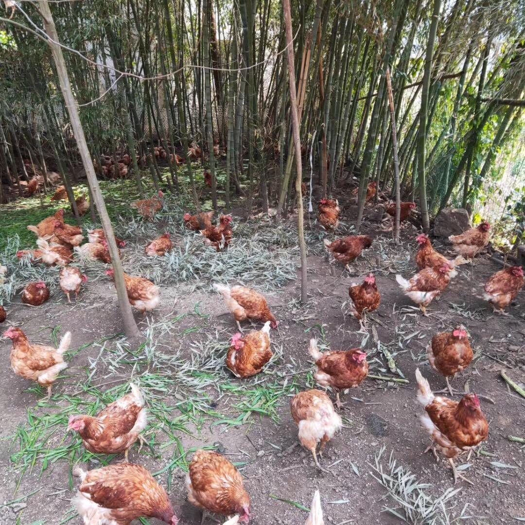 龙魄
