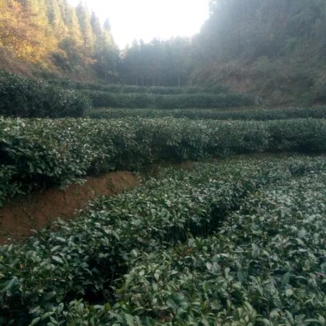 淋洋原生态高山绿茶