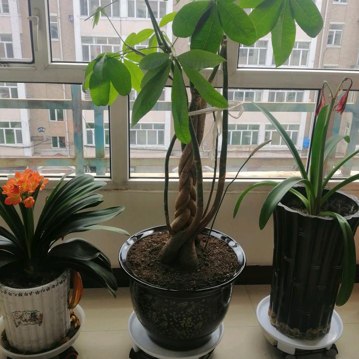 💞꧔ꦿ᭄方妍刘心