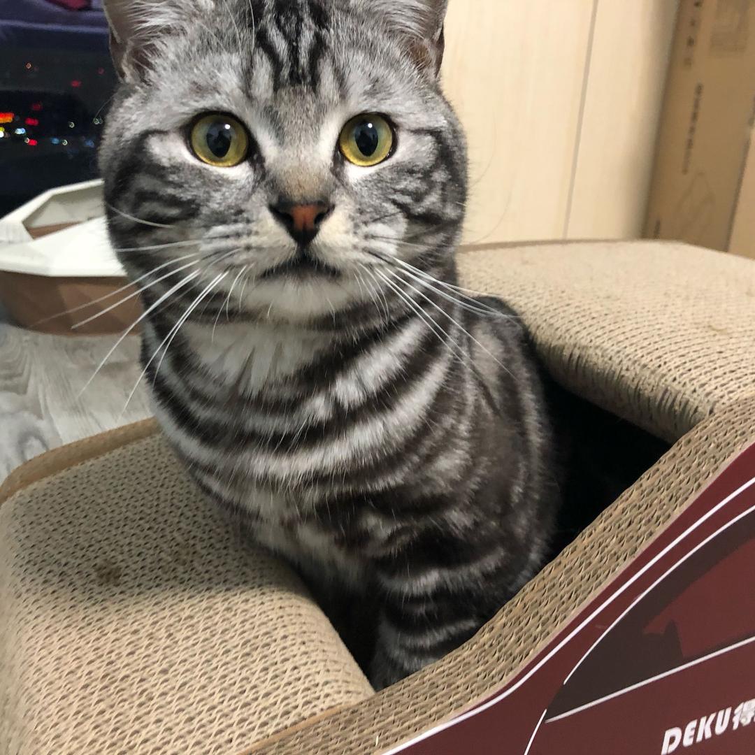 小奶猪五条