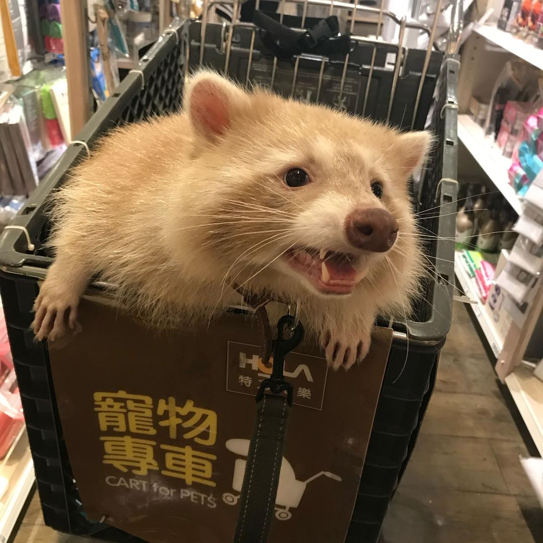 浣熊屋膩