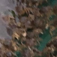 大群子