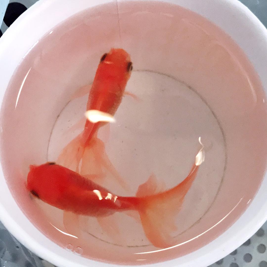 胖鱼麻麻