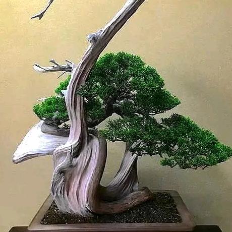 天行附木盆景
