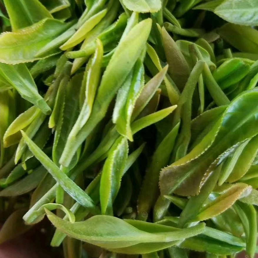 卖日照巨峰镇绿茶