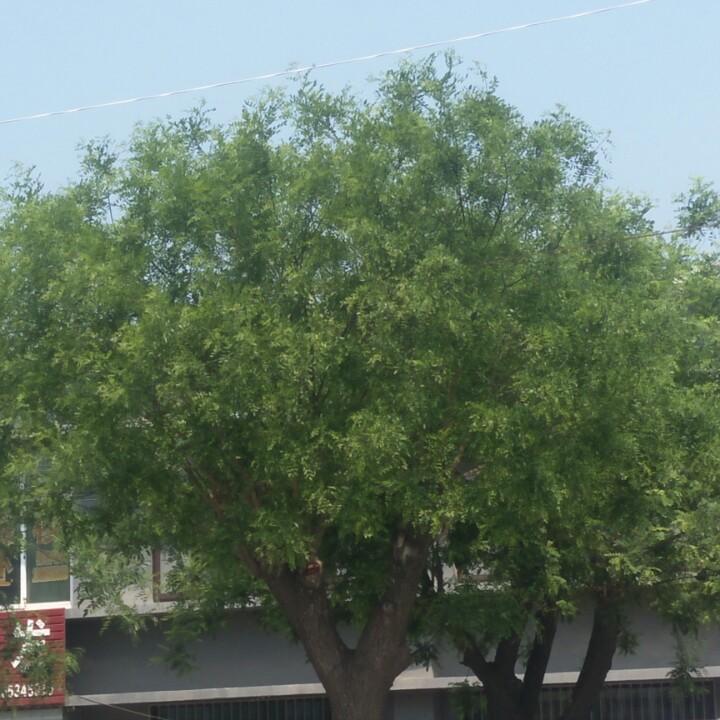 开心的华姐