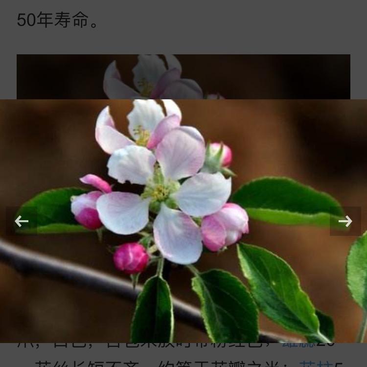 树大招风