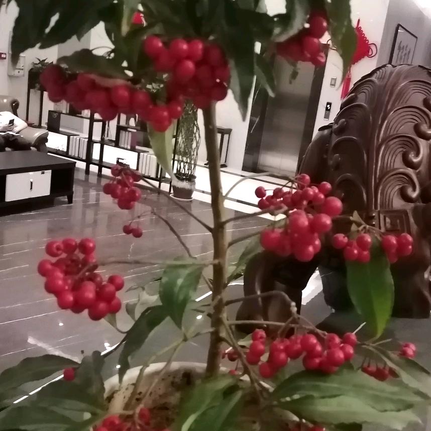 王者出击