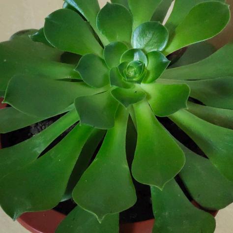 瑞雪红梅(拒私聊)