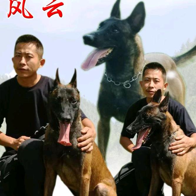 伟哥训犬