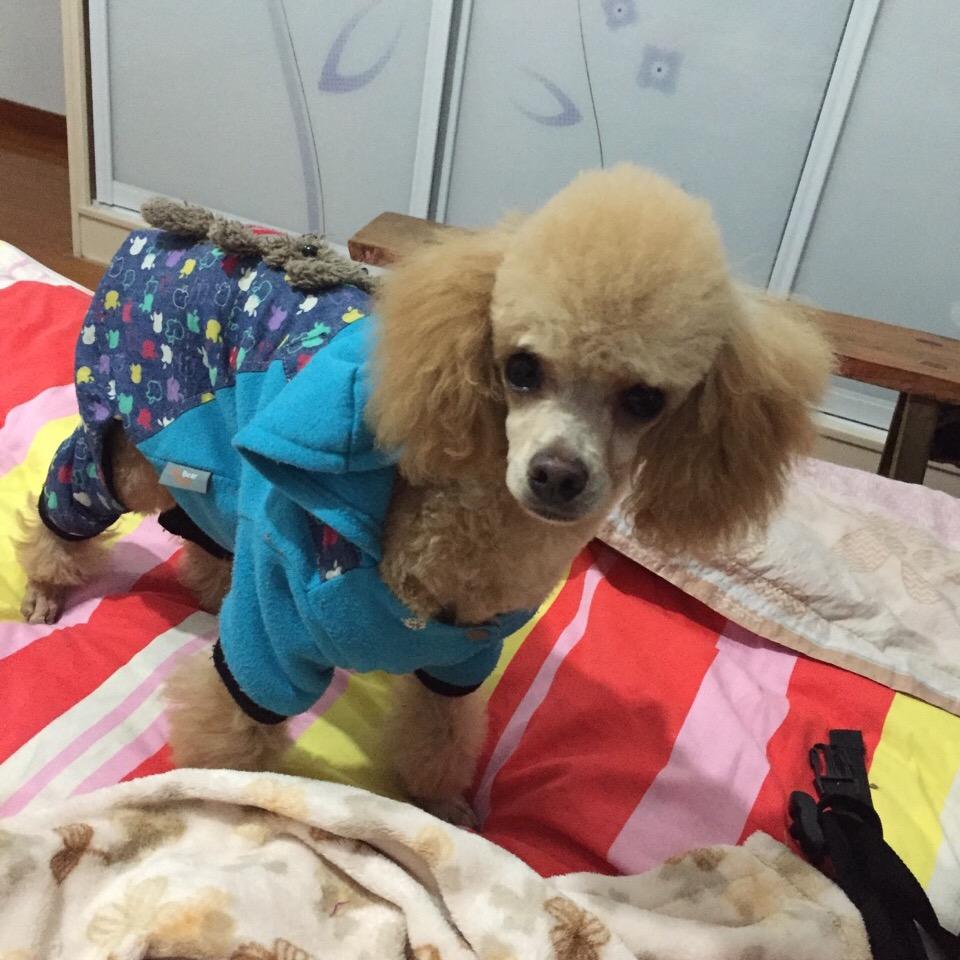 木棉花，孤独的小草