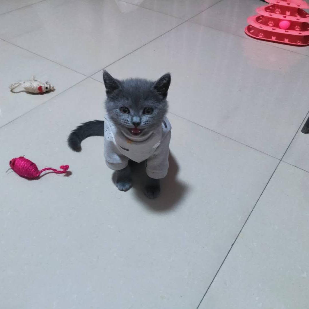 卖年年的小锅锅