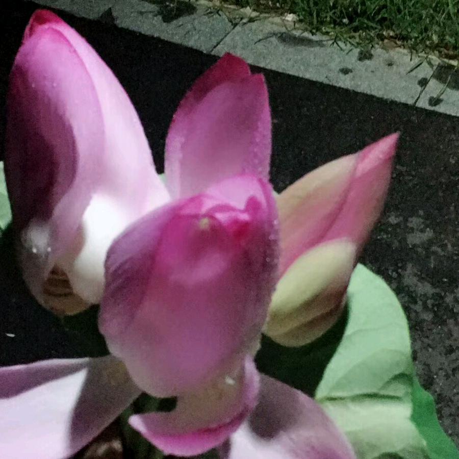 花开富贵≈