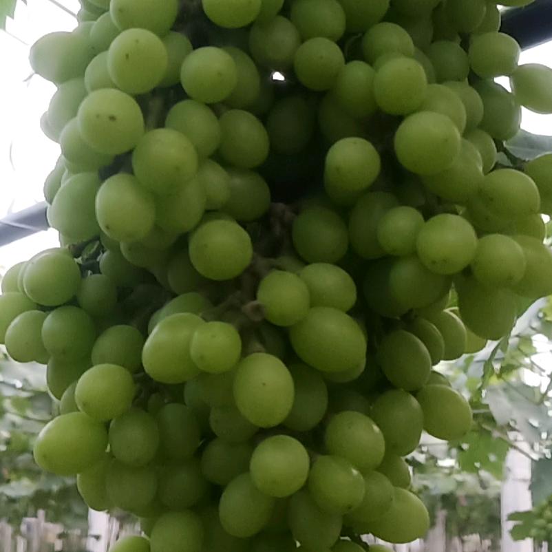 原生态种葡萄