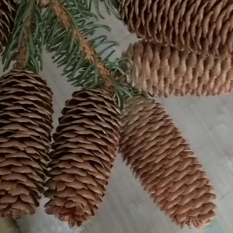 卖松果的小哥哥