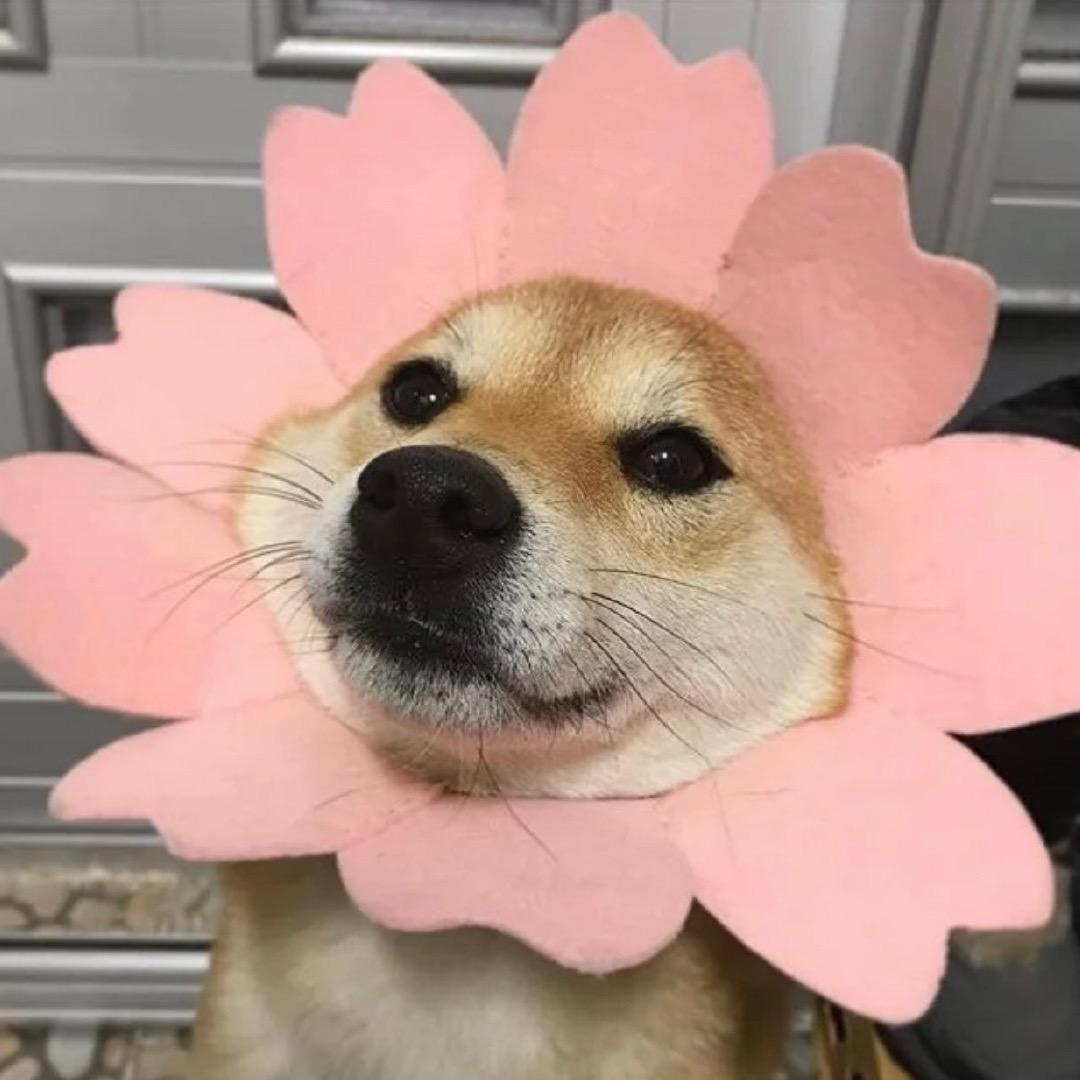 大大大大贺°