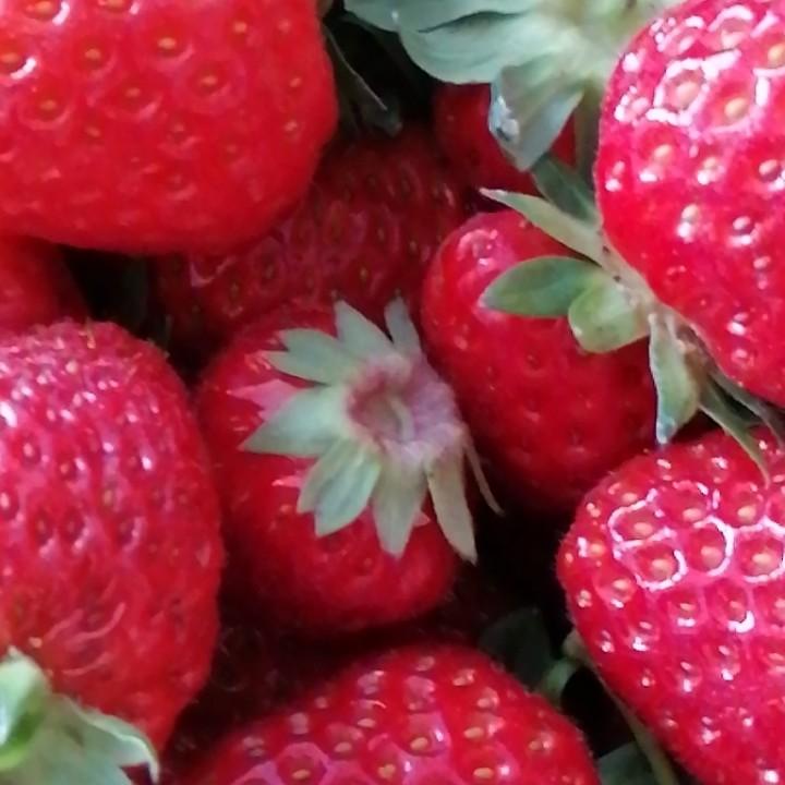 芝麻酱