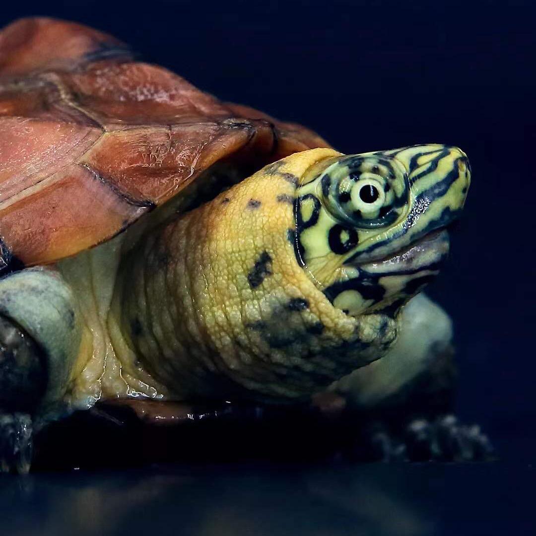 珣哥的修车生活