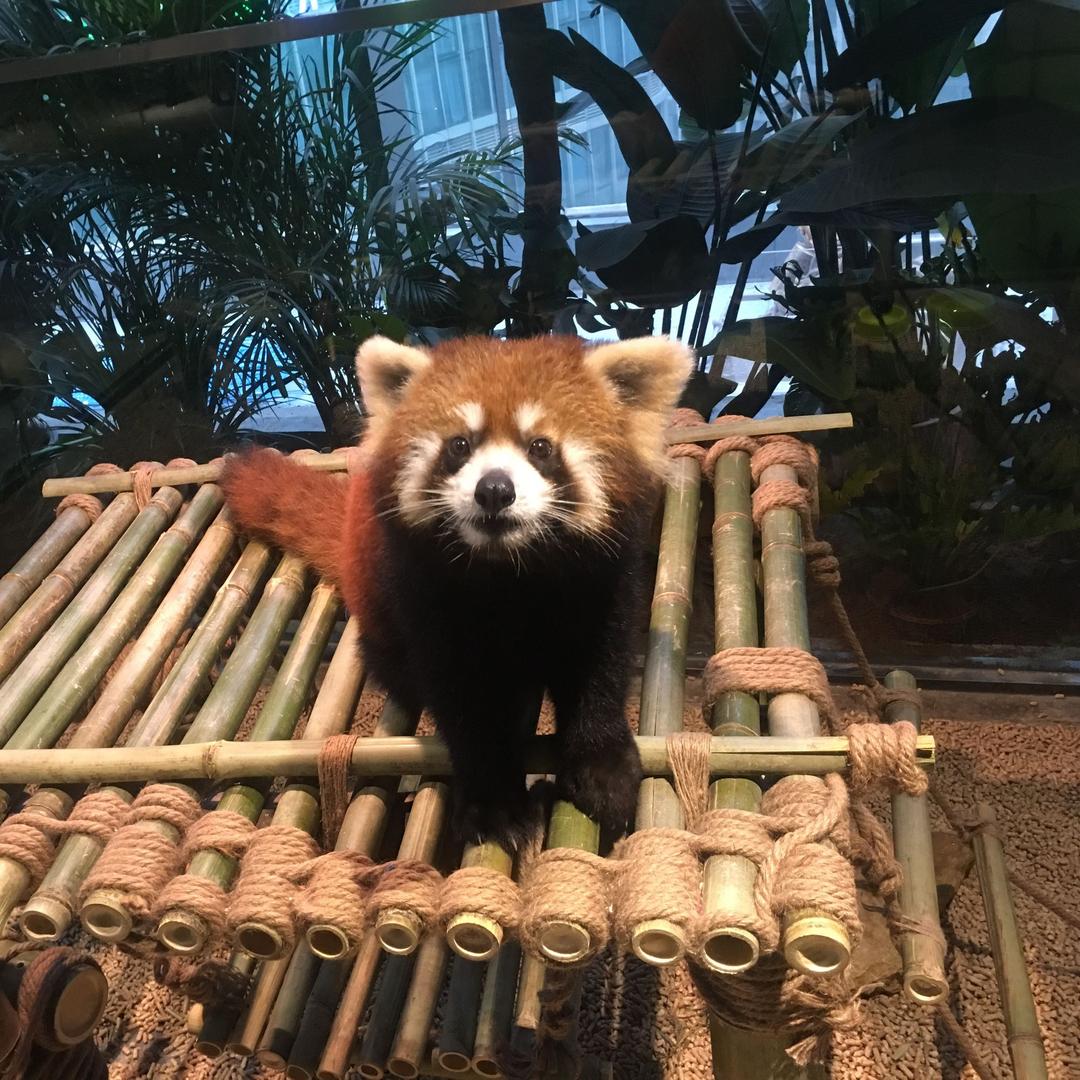 嘉华张学友