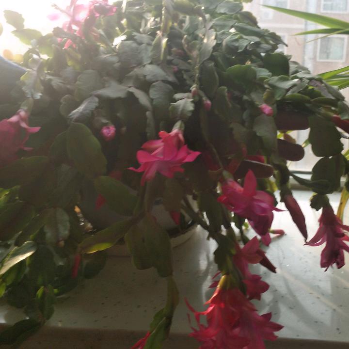 蜜姐姐5493986377324