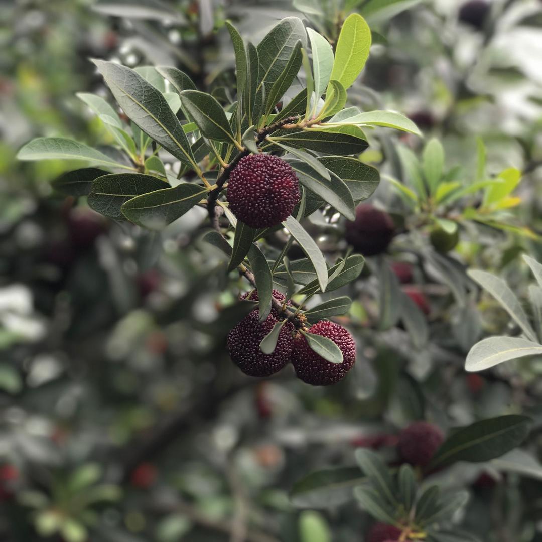 慈溪横河杨梅基地