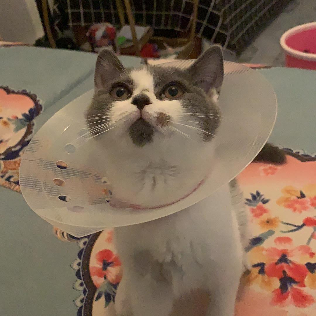 冷月蓝冰