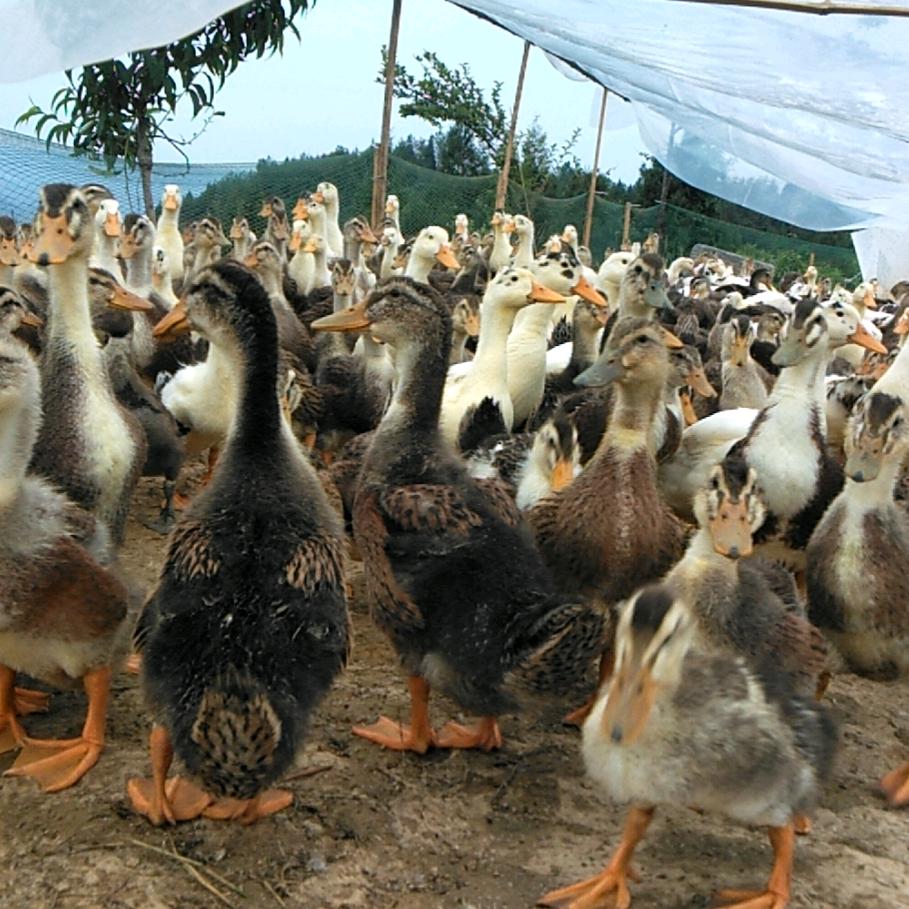 刘国政养殖场+国政坝坝宴