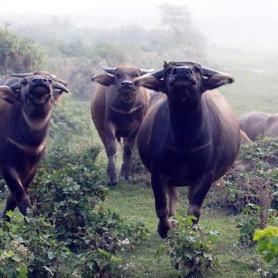 爱上大水牛🐃
