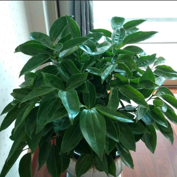张芮