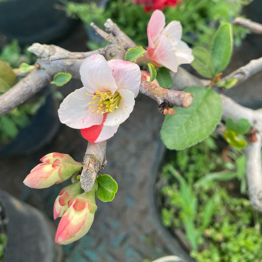 悠然盆景花卉园艺