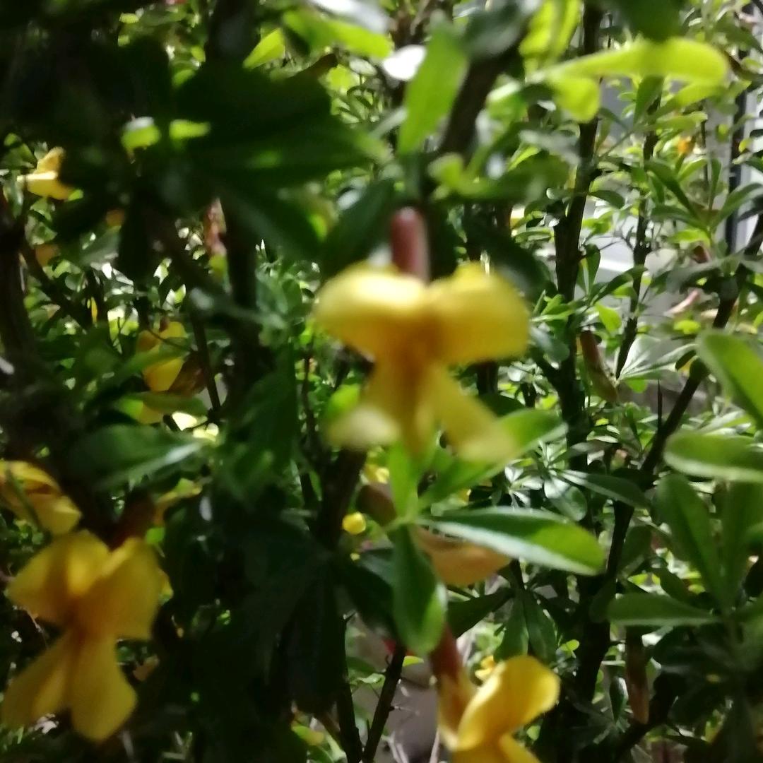 喜洋羊