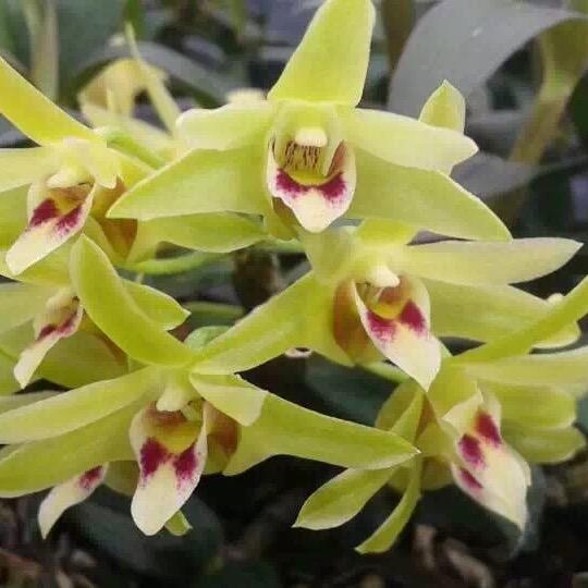 表弟的花园