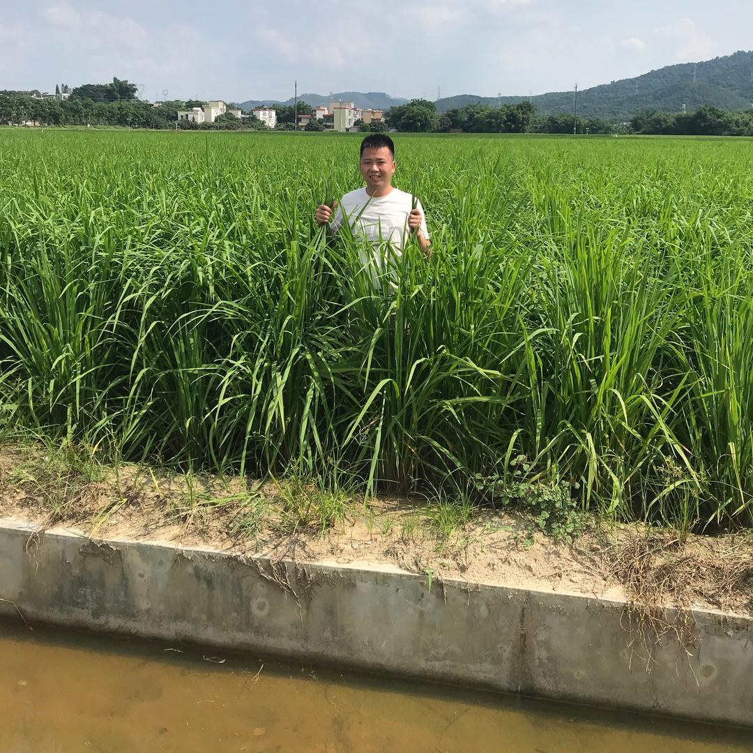现代农民