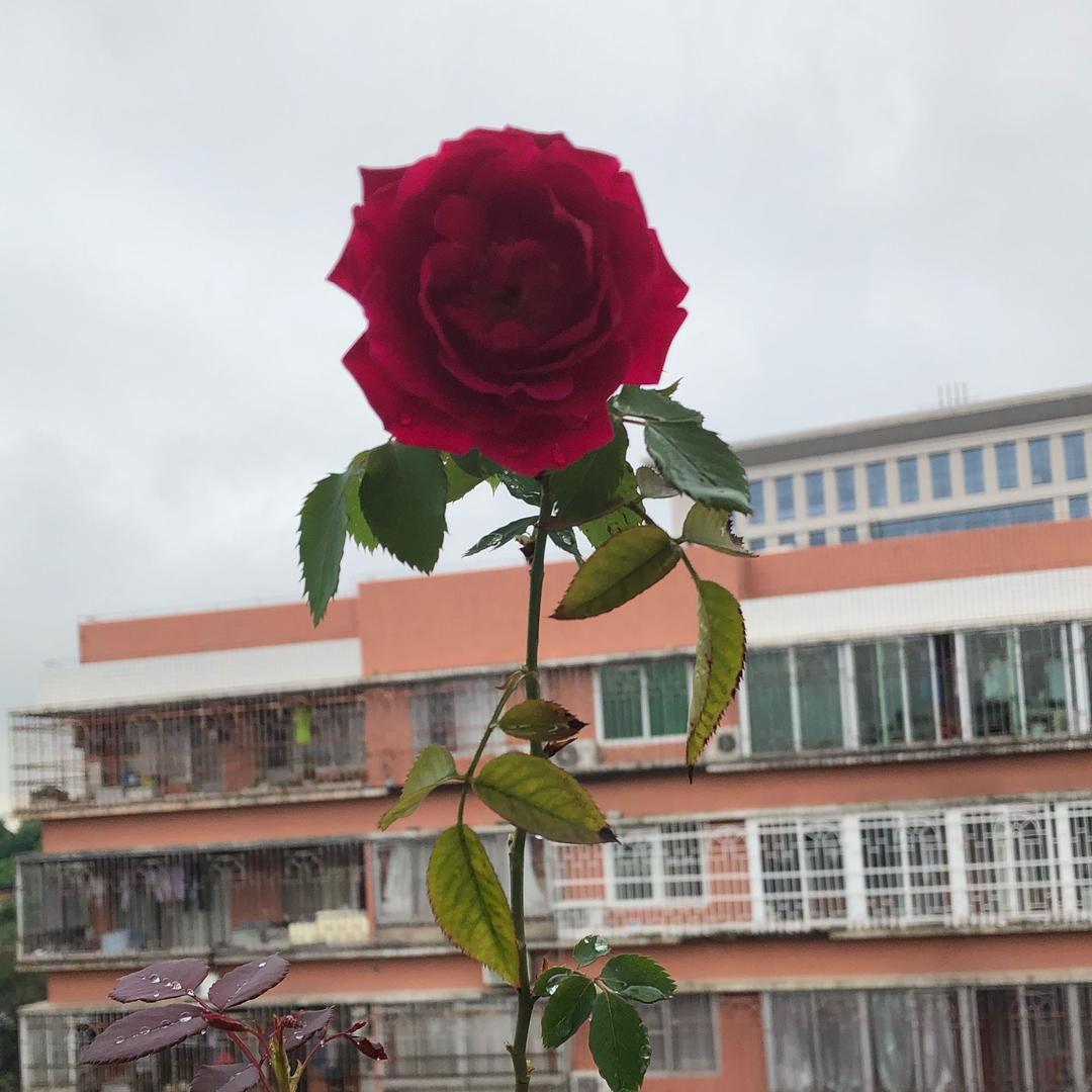 🌈燕子🌹☀️