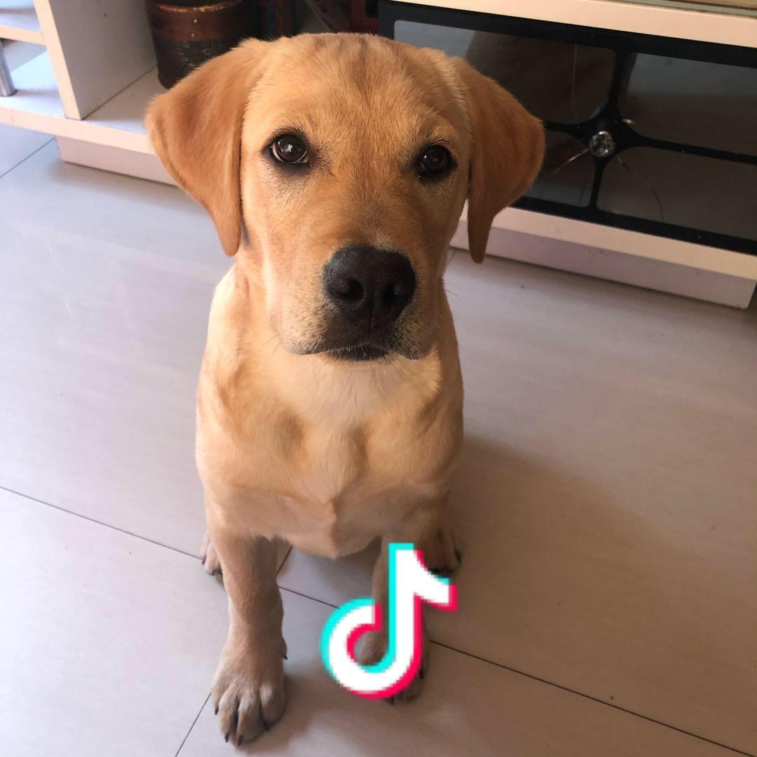 🌈辣子面是条狗🌈