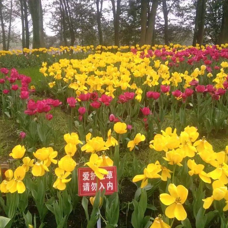 郁金香