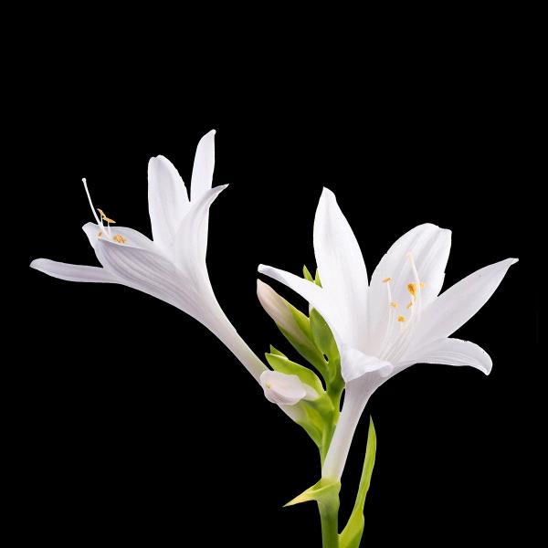 苏泊尔  芳