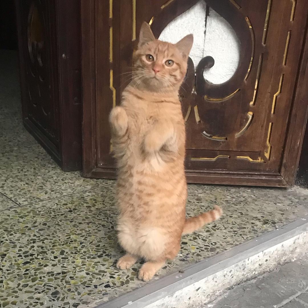 风轻扬