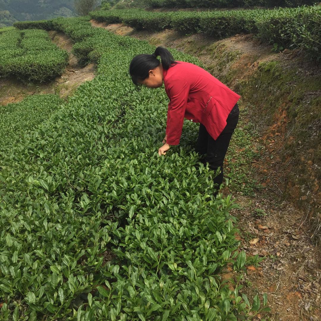 玫之茶香