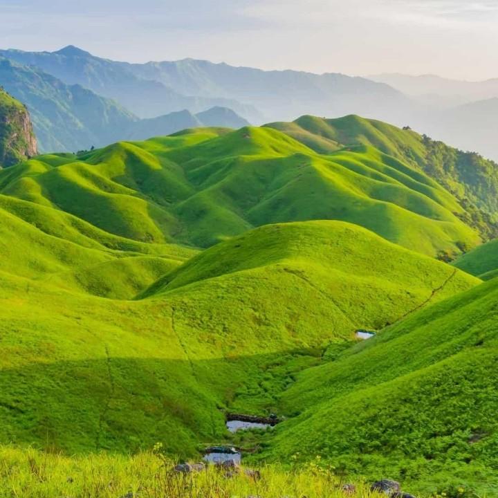 农夫山茶