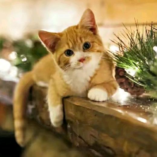 国色天香，💐🌲