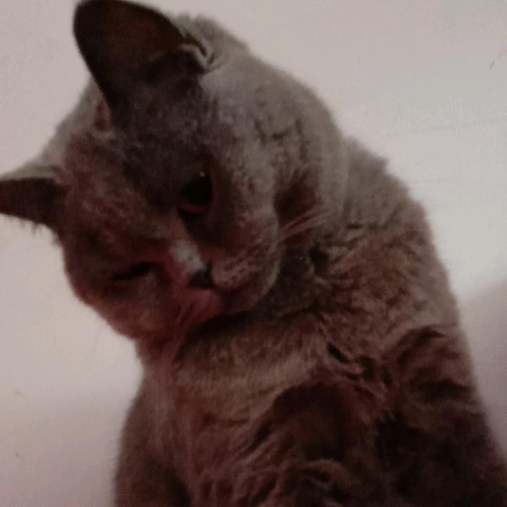 可可