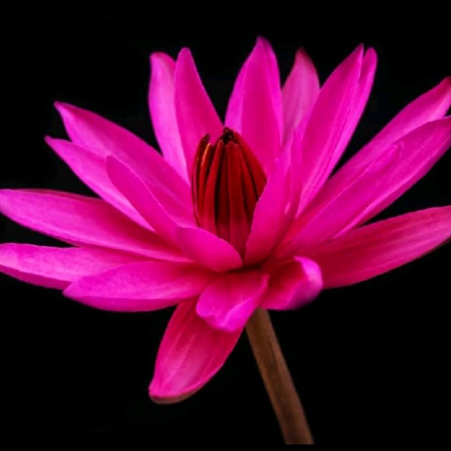 春暖花开