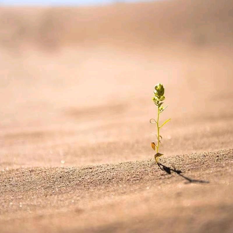 沙漠里的一棵草