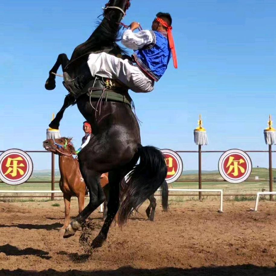 呼伦贝尔畅游草原户外