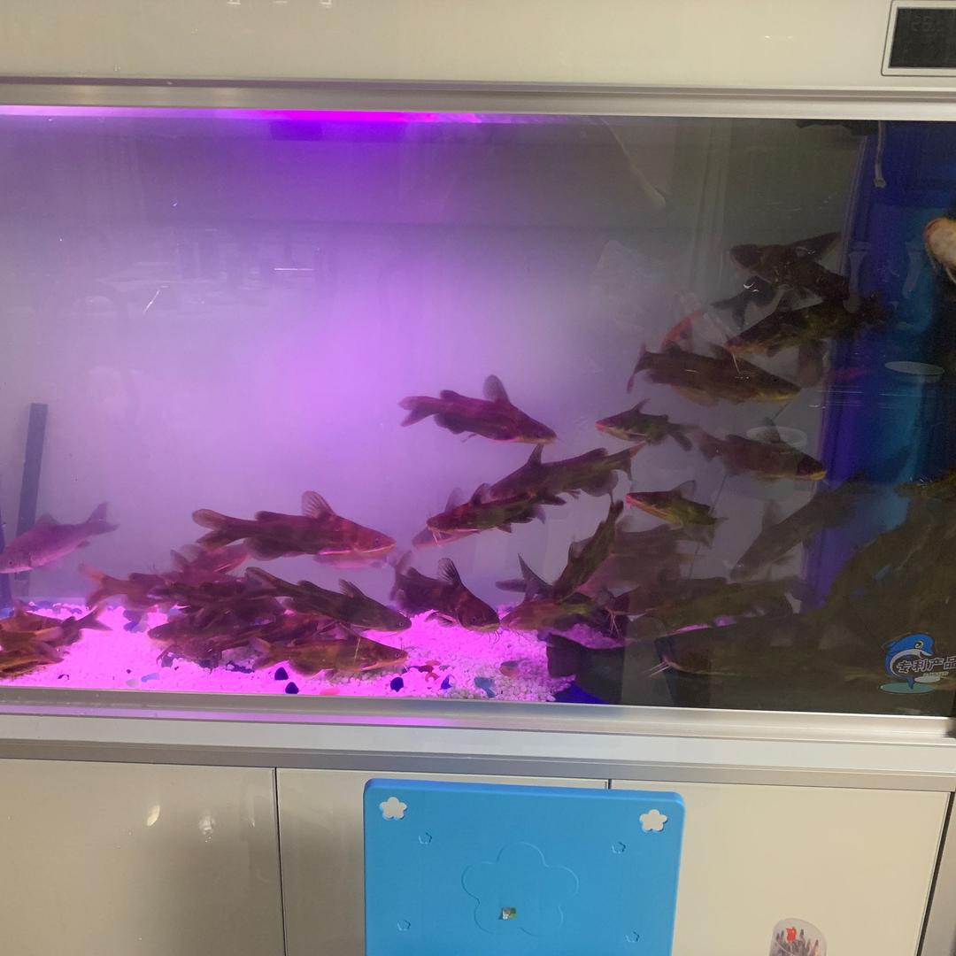 户外终鲫者