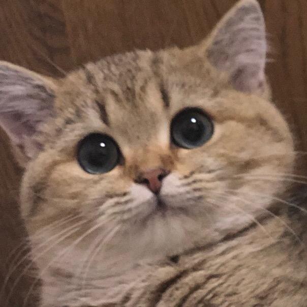 金角银角（渐层猫店）