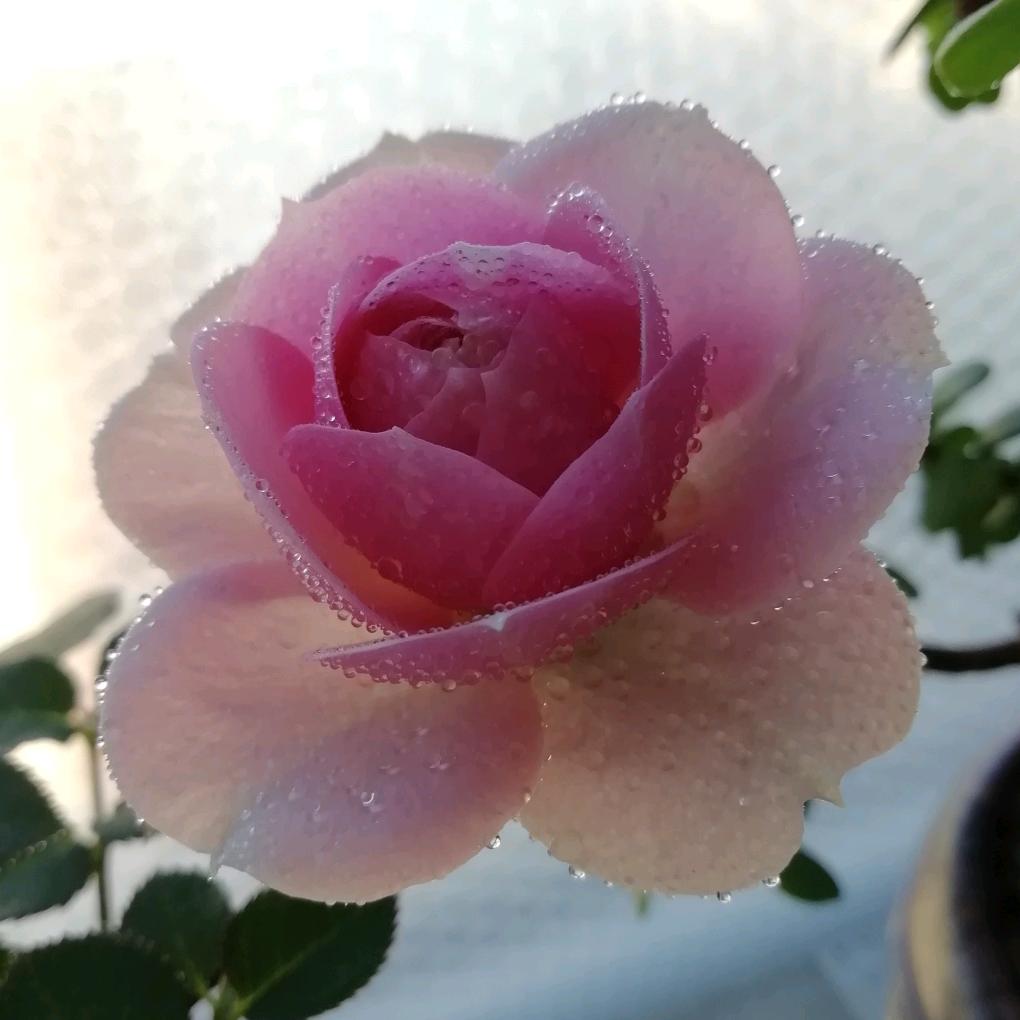 吉祥如意728